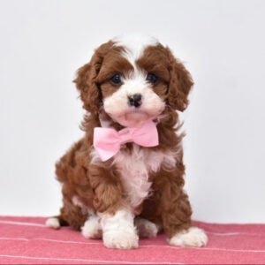 LIZZIE- 10 WEEKS OLD FEMALE