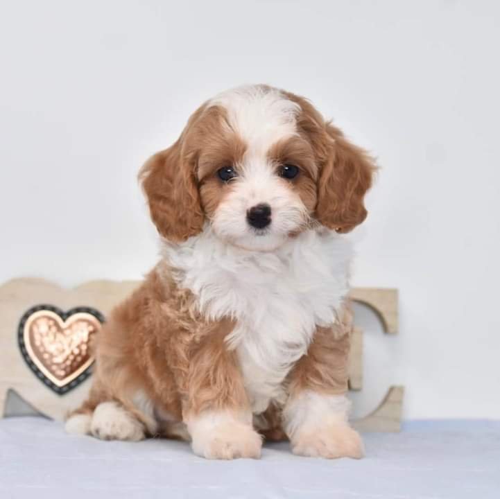 KASIER- 10 WEEKS OLD MALE