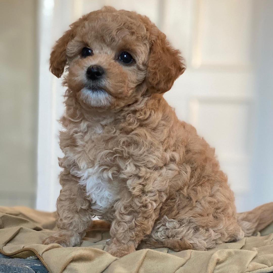 COCO- 10 WEEKS OLD FEMALE
