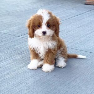 Molly- 10 WEEKS OLD FEMALE