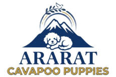 Ararat Cavapoo Puppies